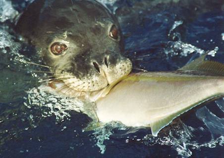 WebSeal.jpg (26233 bytes)