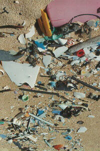 beach3.jpg (25538 bytes)