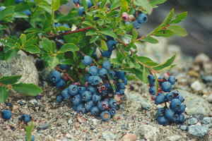 blueberry2.JPG (10998 bytes)