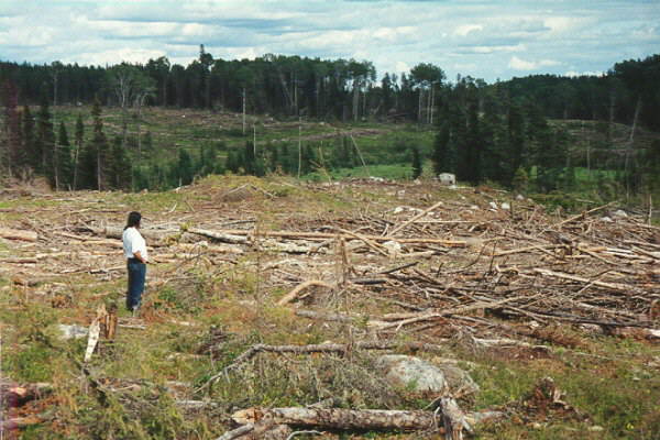 clearcut6.JPG (53300 bytes)