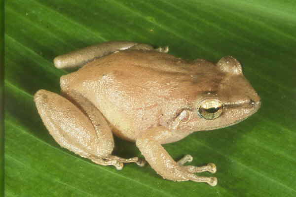 frog1A.JPG (17581 bytes)