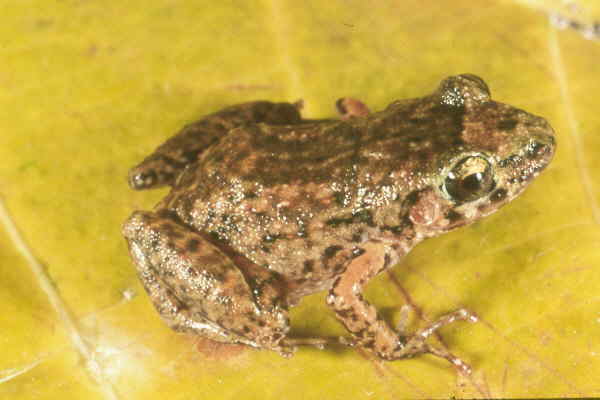 frog2A.JPG (20490 bytes)