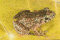 frog2Th.JPG (3198 bytes)