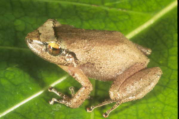 frog3A.JPG (22778 bytes)