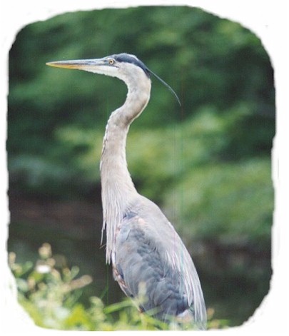 heron1.jpg (45767 bytes)