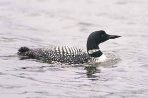 loon1.JPG (6436 bytes)